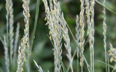 Quackgrass
