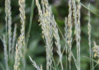 Quackgrass