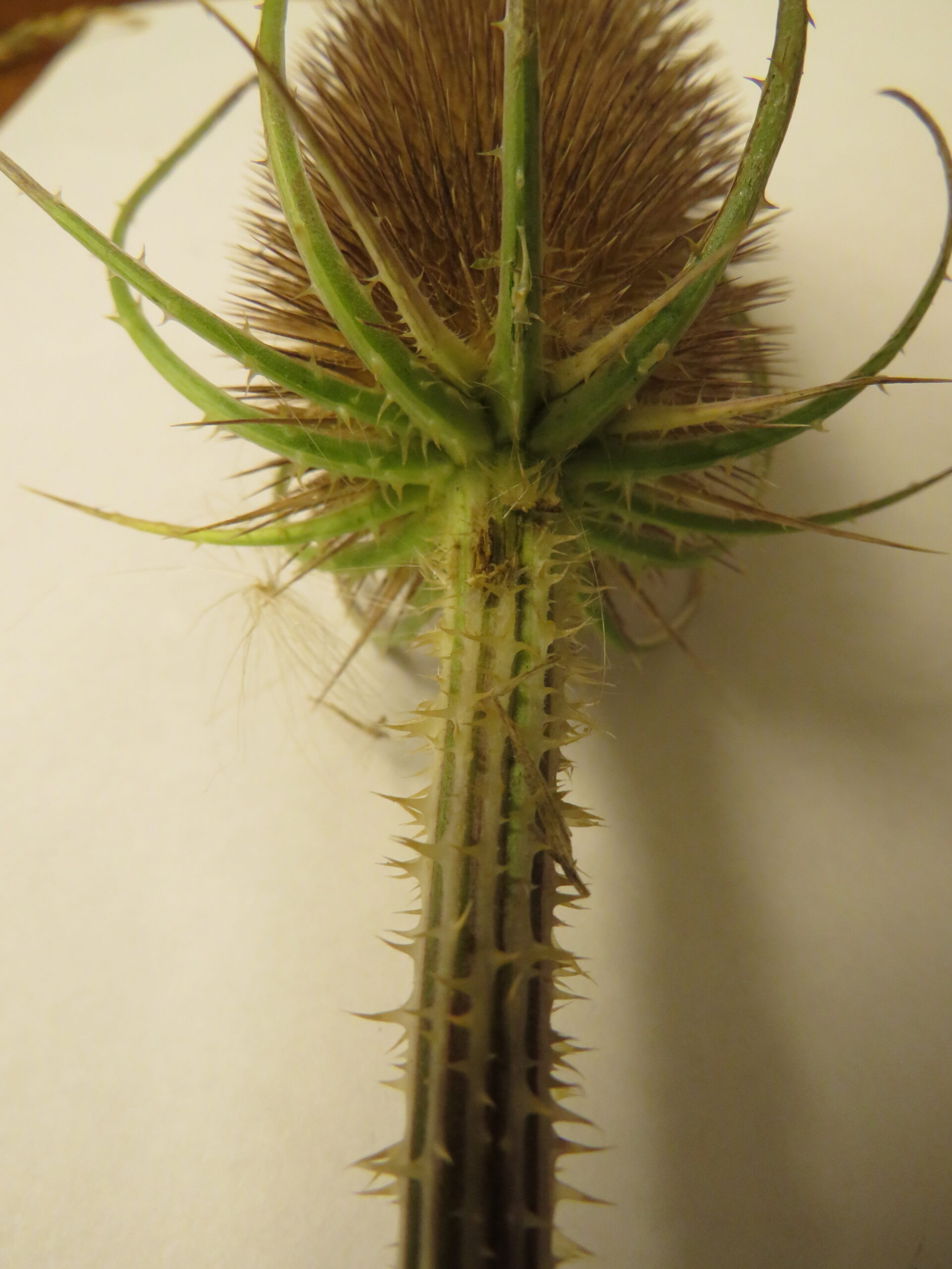 A close-up view shows the stem and base of a thistle-like plant. The stem is densely covered in sharp, pointed thorns, and the flower head is packed with spiky bracts. Green, elongated bracts extend outward from the base, while the flower head itself appears brown and dry, suggesting a late stage in its life cycle.