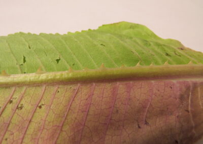 A close-up view shows a leaf with a prominent midrib and an intricate network of veins. The upper portion of the leaf is green, while the lower section displays shades of pink and purple. Small thorn-like projections line the midrib.