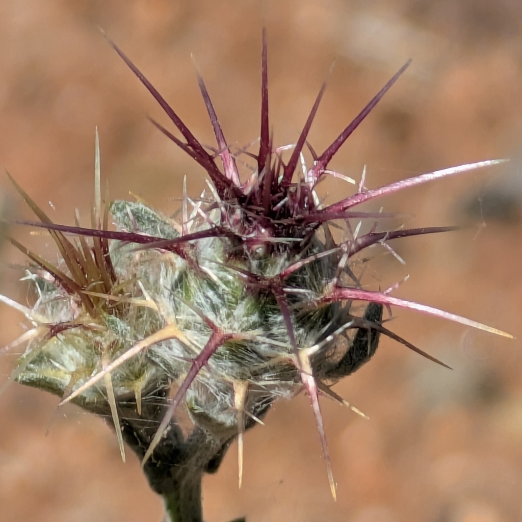 A close-up view shows a thistle flower bud with long, sharp spines radiating outward. The spines are reddish-purple and yellowish in color, and the bud surface is covered in fine white hairs, giving it a fuzzy texture. 