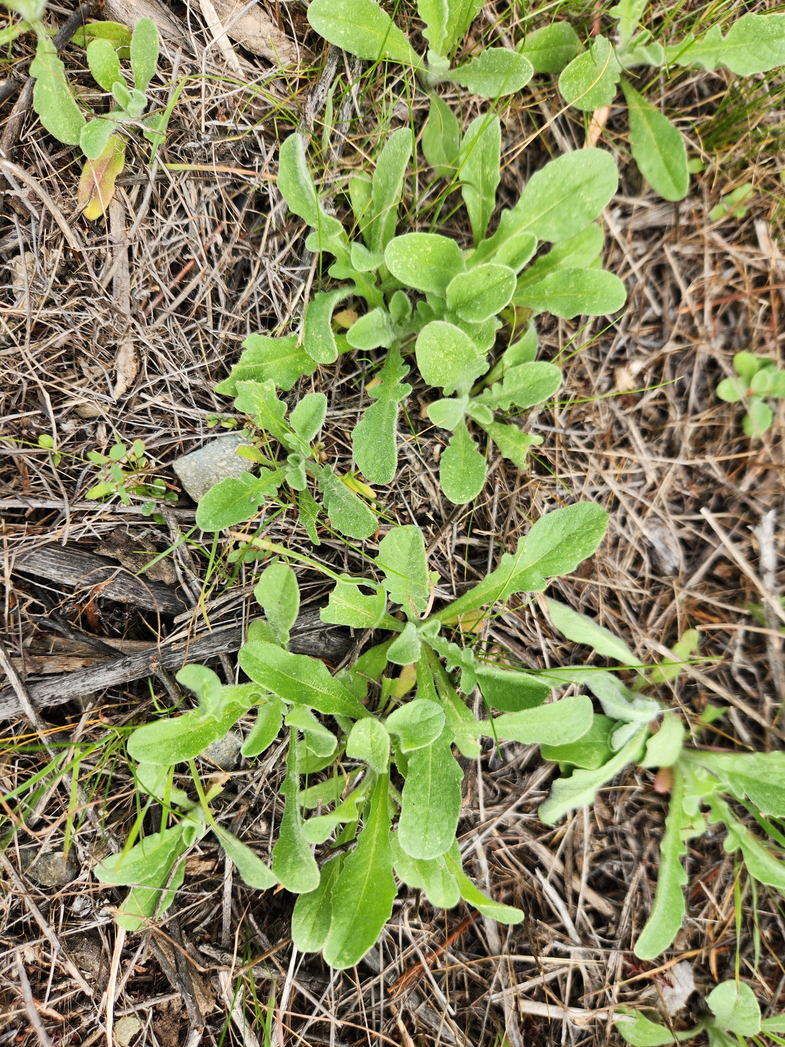 A patch of ground is shown with young green plants emerging among dry grass and twigs. The plants have elongated, slightly wavy leaves with a soft texture, contrasting with the brown, brittle surroundings. The soil appears dry, and the overall scene suggests early growth in a harsh environment. 