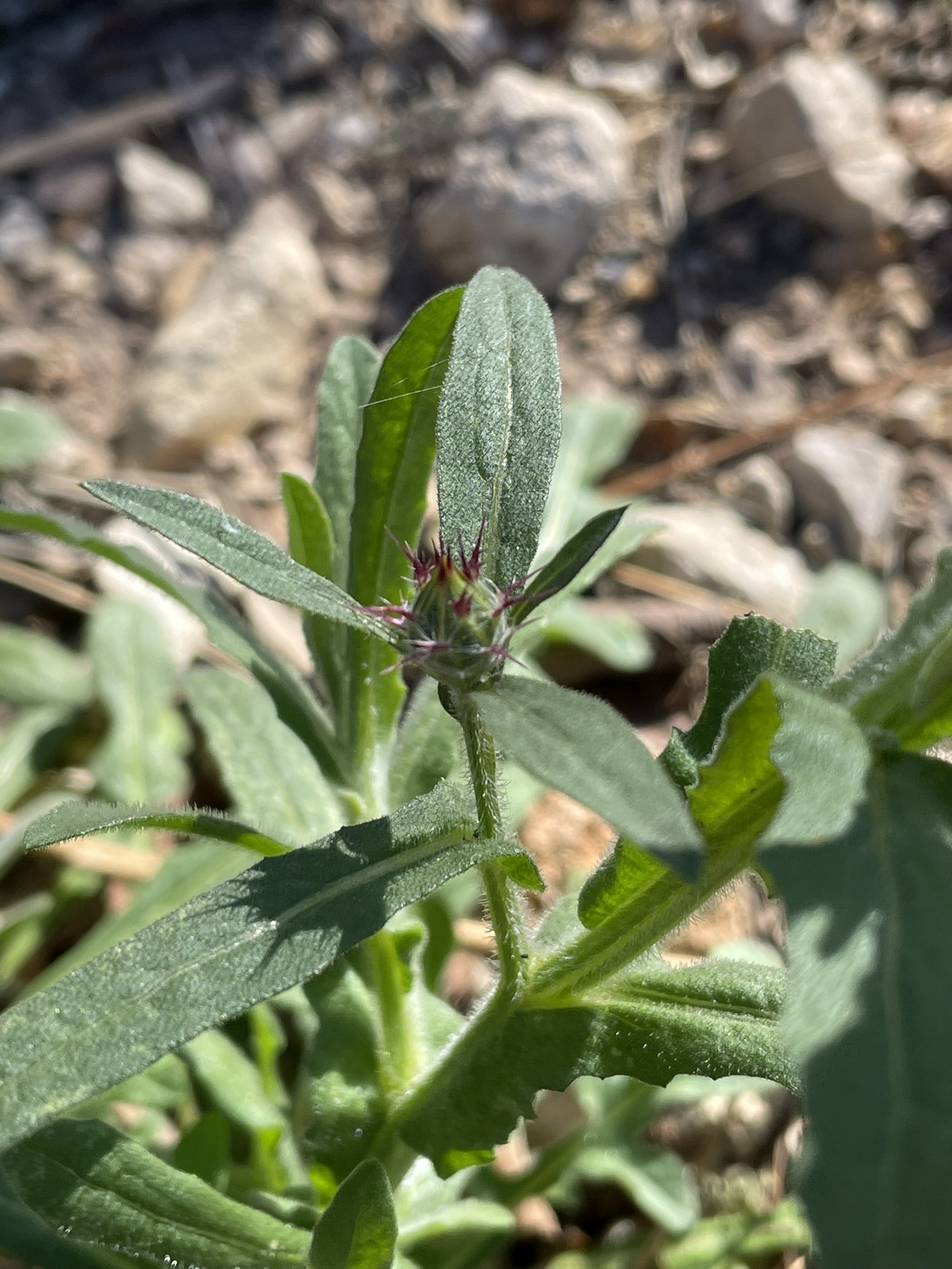 A close-up view shows a green plant with elongated leaves that have slightly serrated edges and a fine covering of hairs. A central bud is visible, showing small dark purple tips that suggest early flowering. The stem also appears hairy, and the surrounding ground consists of dry soil and scattered rocks.