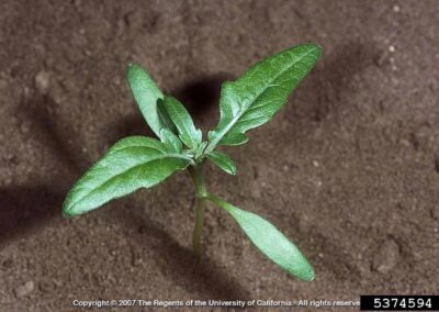 A small seedling stands upright in loose, finely textured soil. Two smooth, oval early leaves sit low on the stem, while above them a pair of slightly larger, more textured true leaves extend outward with a faintly lobed shape.
