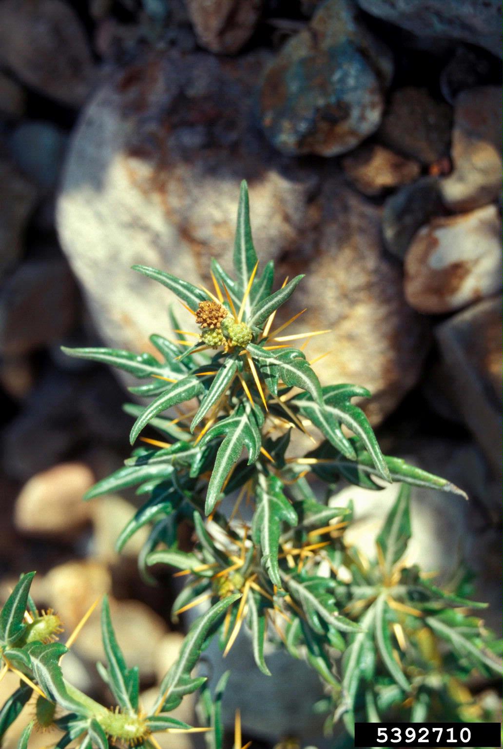 The plant in this image has narrow, glossy green leaves that taper to a point and sit along a firm, upright stem. From the points where the leaves attach, long, rigid yellow spines extend outward, giving the plant a distinctly armored look. Small buds are present as well—some still green, others dried to a brown tone—clustered close to the stem.