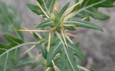 Spiny Cocklebur