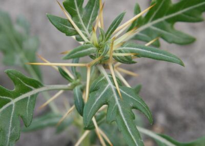 Spiny Cocklebur