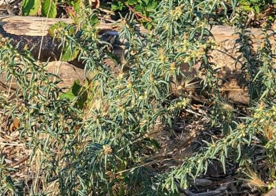 The plant in this image has slender, elongated green leaves that taper to a point and grow in an upright, somewhat arching arrangement. Near the tips of several stems are small clusters of yellowish flowers, each forming a tight, rounded group. The surrounding ground is dry and uneven, with pieces of wood and bark scattered across the soil.