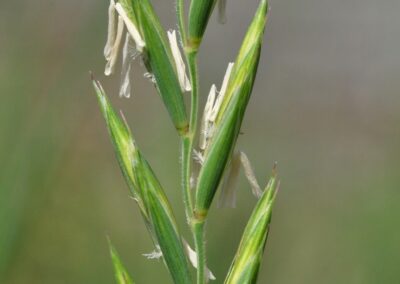 A close-up view of a flowering grass spikelet shows multiple florets arranged along a central stem. Each floret is enclosed by green bracts, with pale yellow to white anthers and feathery stigmas protruding, indicating the plant is in its reproductive stage.