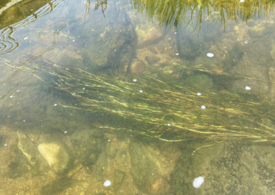 The image shows a shallow, clear body of water with sunlight filtering through to illuminate smooth rocks and pebbles below. A long, slender cluster of aquatic vegetation stretches diagonally across the frame, its thin stems and leaves appearing golden‑green under the light.