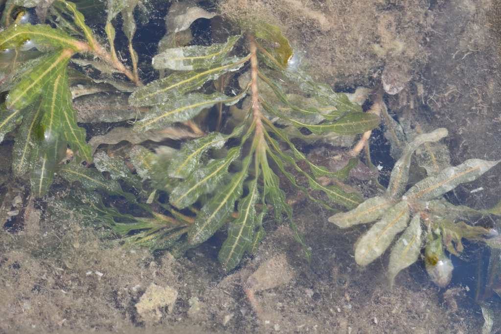 The plant in this image has a sturdy, pale green stem with long, rigid yellow spines emerging from the points where the leaves attach. The leaves themselves are glossy, medium green, and narrow, with smooth edges and a slightly curved shape. Each spine projects outward at a sharp angle, giving the plant a distinctly armored appearance.