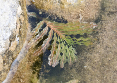 The image shows an aquatic plant submerged in shallow water between light‑colored rocks. Its leaves are long and wavy, with a distinctive pattern of perforations running along their length. The coloration transitions from green at the tips to reddish‑brown near the base, and the leaves fan outward from a central stem.