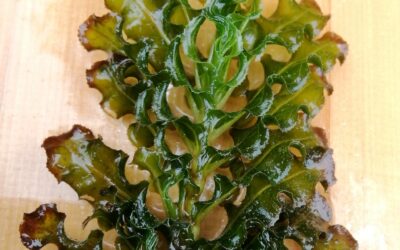Curlyleaf Pondweed