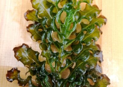 Curlyleaf Pondweed