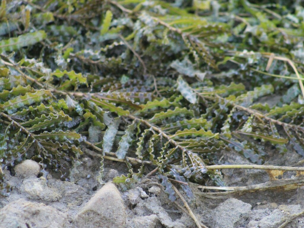 The plant in this image has a sturdy, pale green stem with long, rigid yellow spines emerging from the points where the leaves attach. The leaves themselves are glossy, medium green, and narrow, with smooth edges and a slightly curved shape. Each spine projects outward at a sharp angle, giving the plant a distinctly armored appearance.