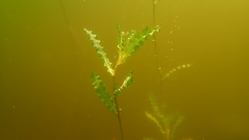 The plant in this image has a sturdy, pale green stem with long, rigid yellow spines emerging from the points where the leaves attach. The leaves themselves are glossy, medium green, and narrow, with smooth edges and a slightly curved shape. Each spine projects outward at a sharp angle, giving the plant a distinctly armored appearance.