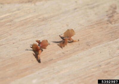 The image shows two small, brown, spiny seed structures resting on a smooth, light wooden surface. Each seed has several rigid, wing‑like projections radiating outward, giving it a star‑shaped appearance.