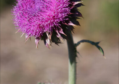 Musk Thistle