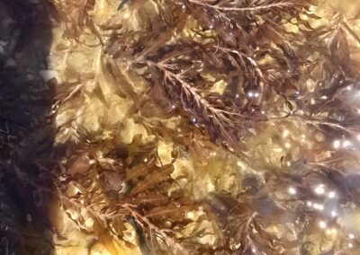 This image shows a submerged aquatic plant. The stems and leaves are immersed in shallow water over a sandy, sunlit substrate. The plant has fine, branching fronds with a reddish‑brown hue, forming delicate, feather‑like patterns that spread outward across the surface.