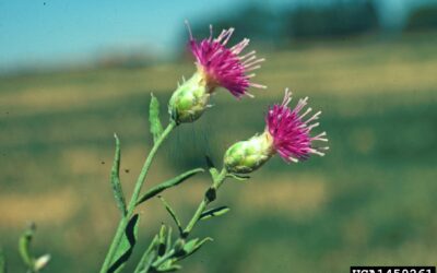 Russian Knapweed
