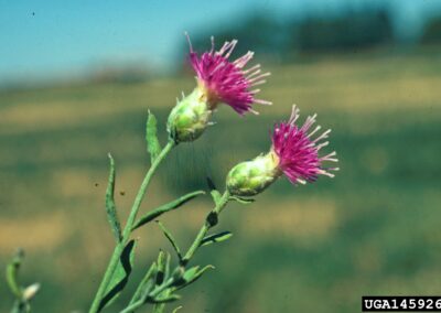 Russian Knapweed