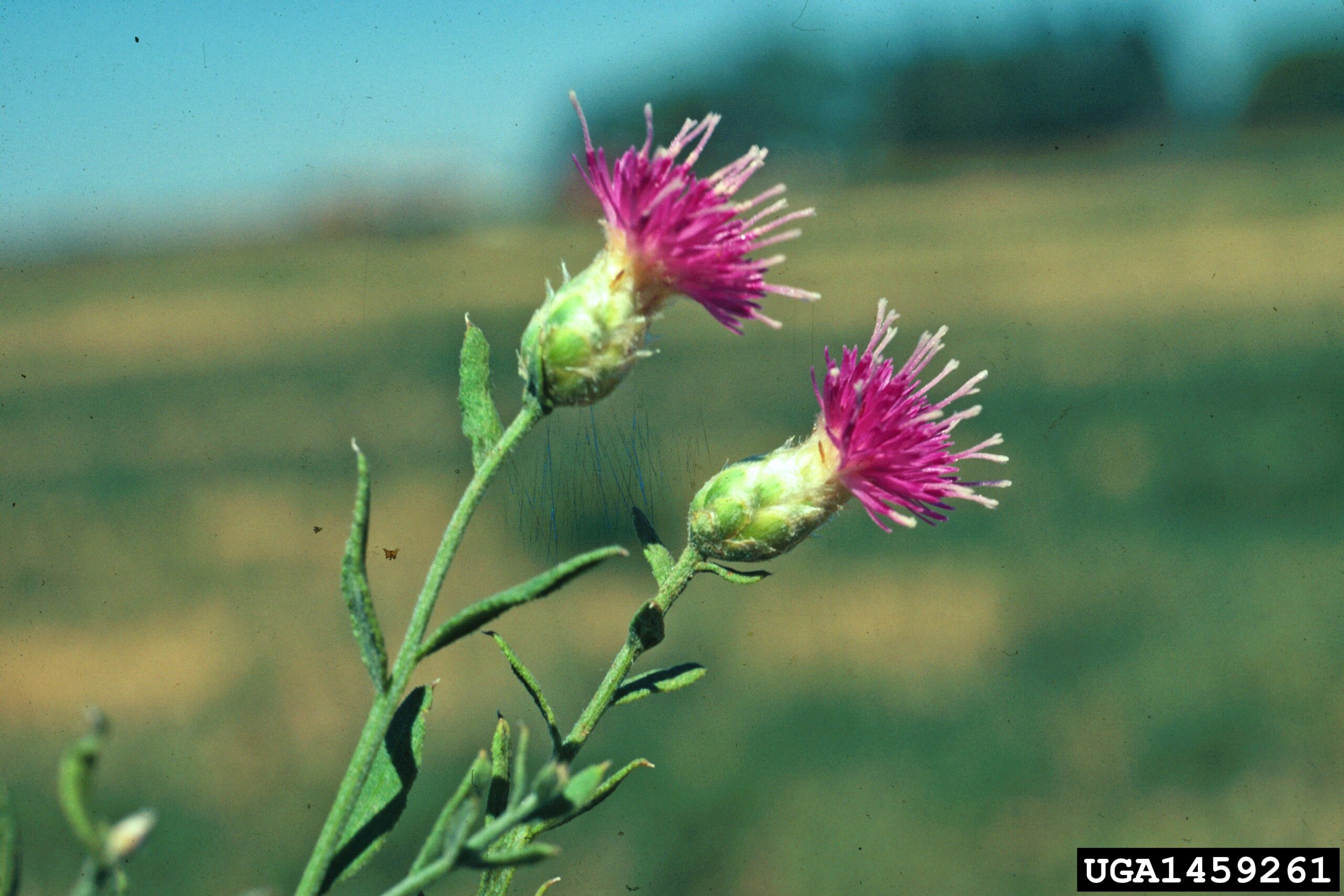 Canada Thistle plant with blooms