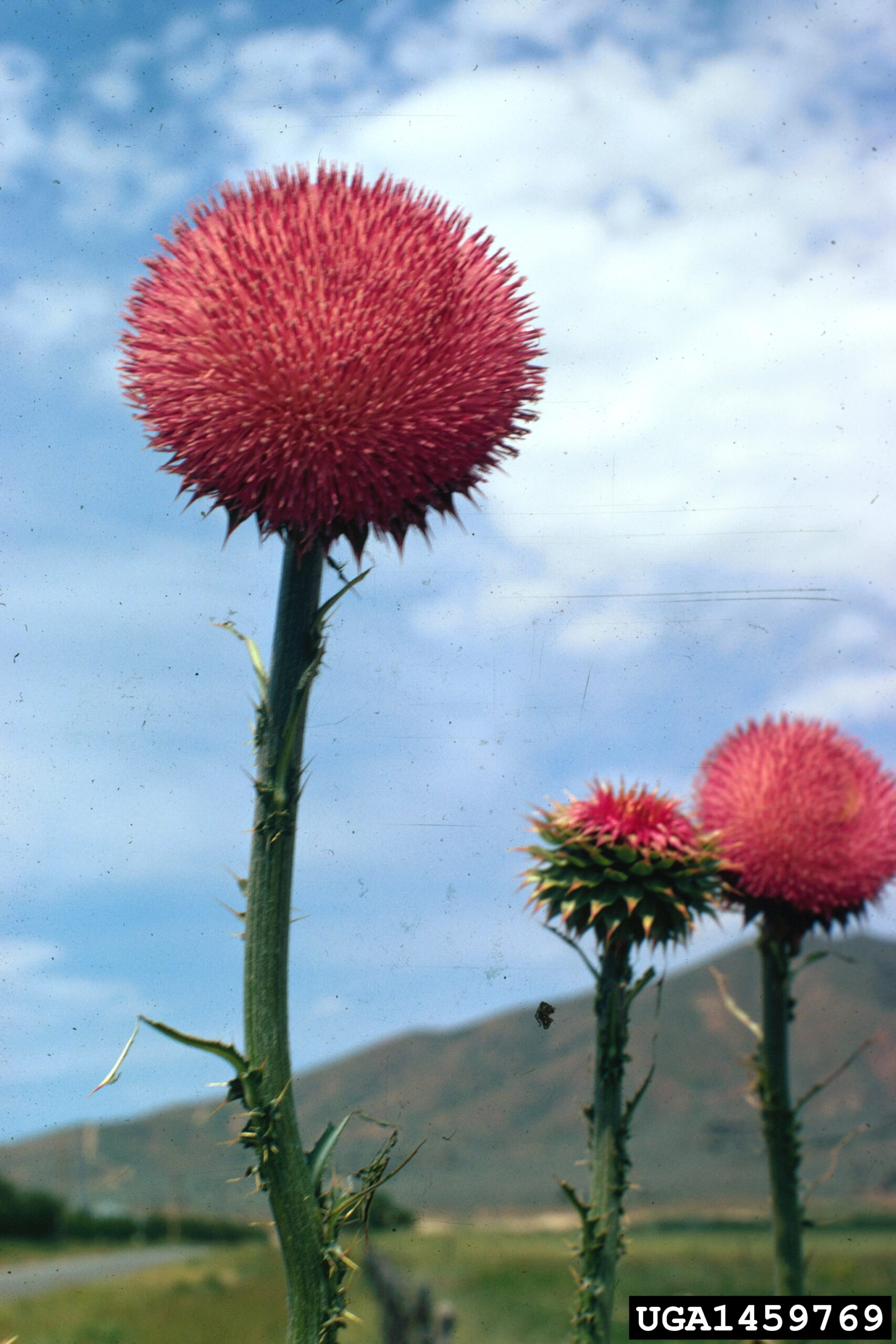 A close-up view of a thistle plant shows a prominent pink flower head composed of numerous thin, tubular florets forming a dense, brush-like cluster. The flower is surrounded by spiny green bracts, and the stem is tall with additional unopened buds. The background is softly blurred, emphasizing the floral structure and spiny morphology.
