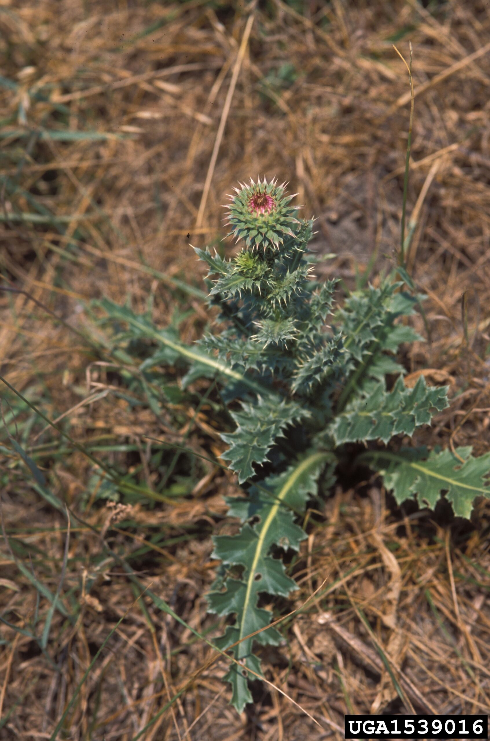 A rosette-forming plant is shown growing on a grassy patch of ground. The leaves radiate outward from a central point in a circular pattern and are lobed with sharp spines along the edges. Fine white hairs cover the leaf surfaces, giving them a frosted appearance. The background includes grass and soil, suggesting a natural or unmanaged setting.