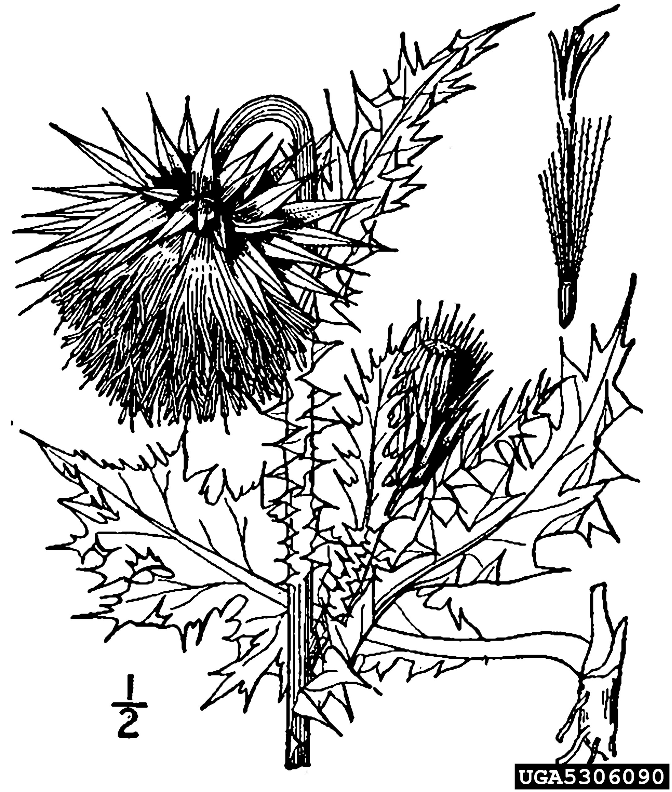 A close-up view of a thistle plant shows a round, bulbous flower head covered in sharp spines. The flower is surrounded by long, pointed green leaves with spiny edges. The surface texture is rigid and bristly, and the coloration includes muted greens and browns. The background is softly blurred, emphasizing the plant’s defensive morphology and structural detail.