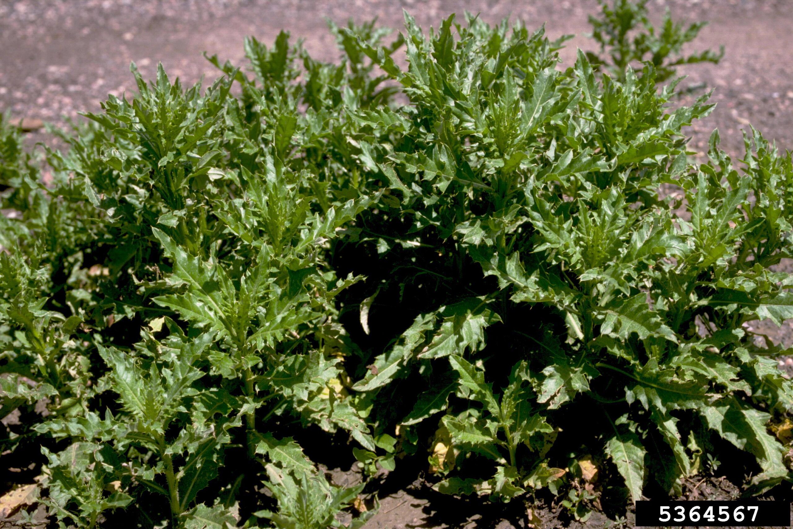 A rosette-forming plant is shown growing on a grassy patch of ground. The leaves radiate outward from a central point in a circular pattern and are lobed with sharp spines along the edges. Fine white hairs cover the leaf surfaces, giving them a frosted appearance. The background includes grass and soil, suggesting a natural or unmanaged setting.