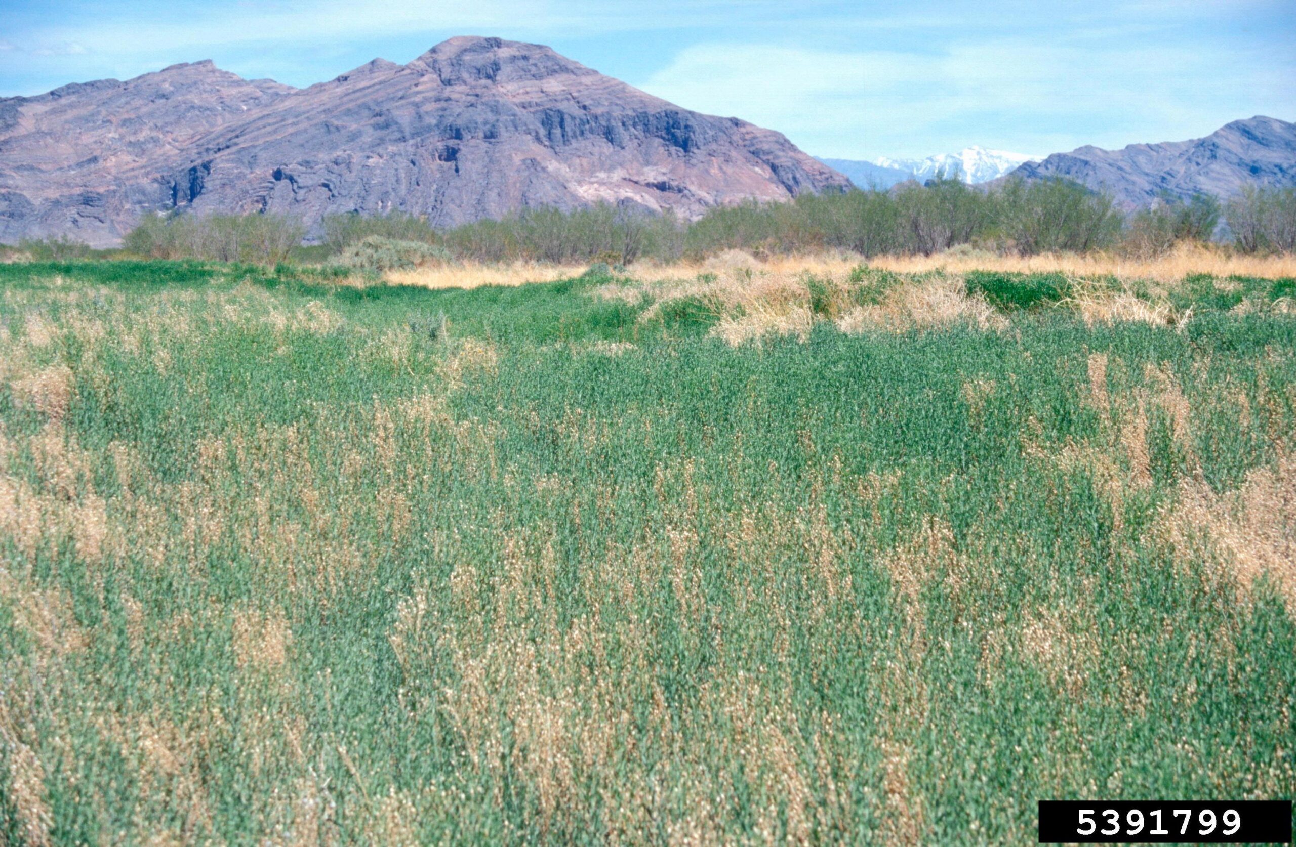 Canada Thistle plant with blooms