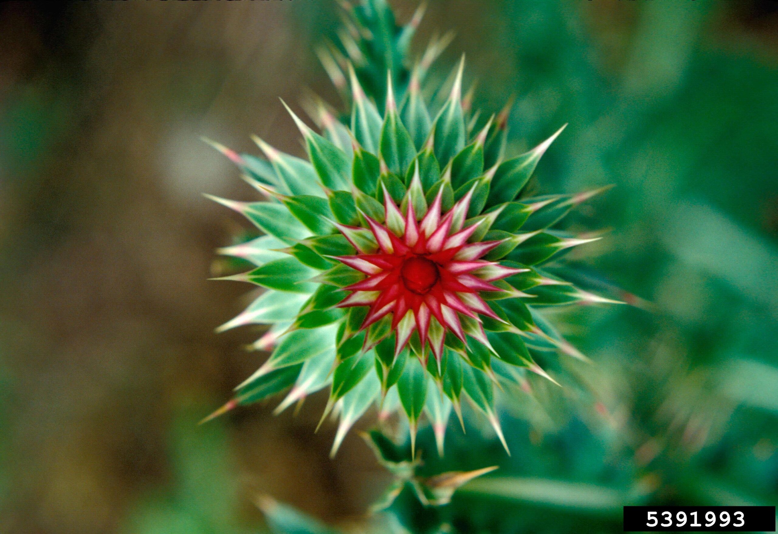 A thistle plant is shown in close-up, growing in a natural outdoor setting. It has spiny stems and leaves, with a prominent purple flower head at the top composed of fine, tubular florets. The surrounding vegetation includes various green leaves and grasses, suggesting a wild or unmanaged area. The background is softly blurred, drawing attention to the thistle’s floral structure and defensive morphology.
