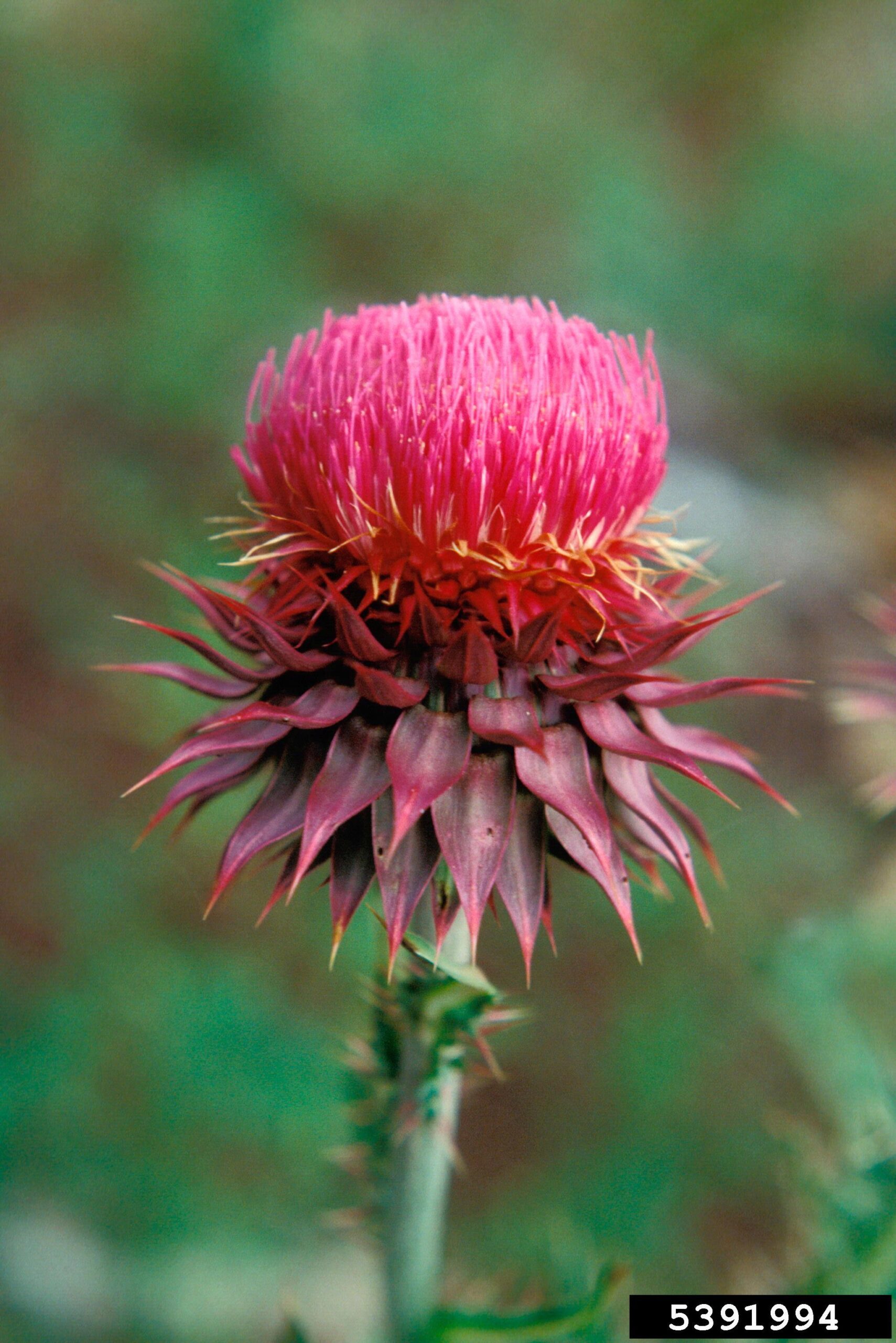 A rosette-forming plant is shown growing on a grassy patch of ground. The leaves radiate outward from a central point in a circular pattern and are lobed with sharp spines along the edges. Fine white hairs cover the leaf surfaces, giving them a frosted appearance. The background includes grass and soil, suggesting a natural or unmanaged setting.
