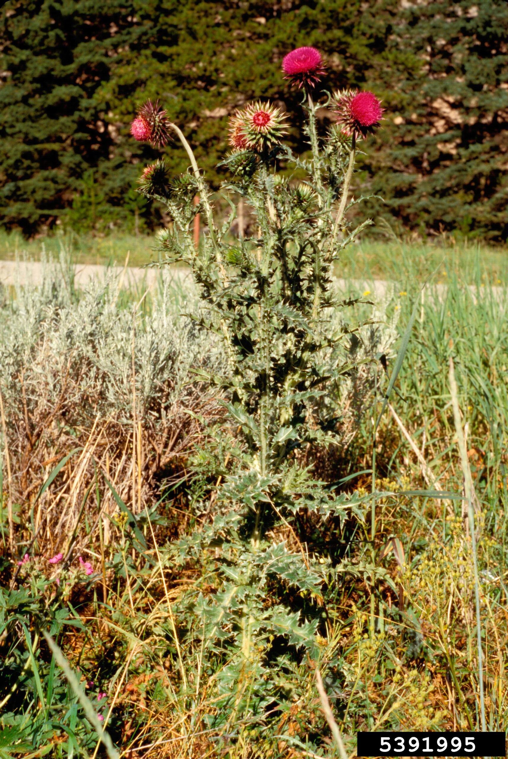 A close-up view of a spiny plant shows green stems with prominent purple vertical stripes. The stems are densely covered in sharp spines, and the flower heads are globular with long, pointed bracts extending outward. The coloration includes muted greens and purples, and the background is softly blurred to emphasize the plant’s structural details.