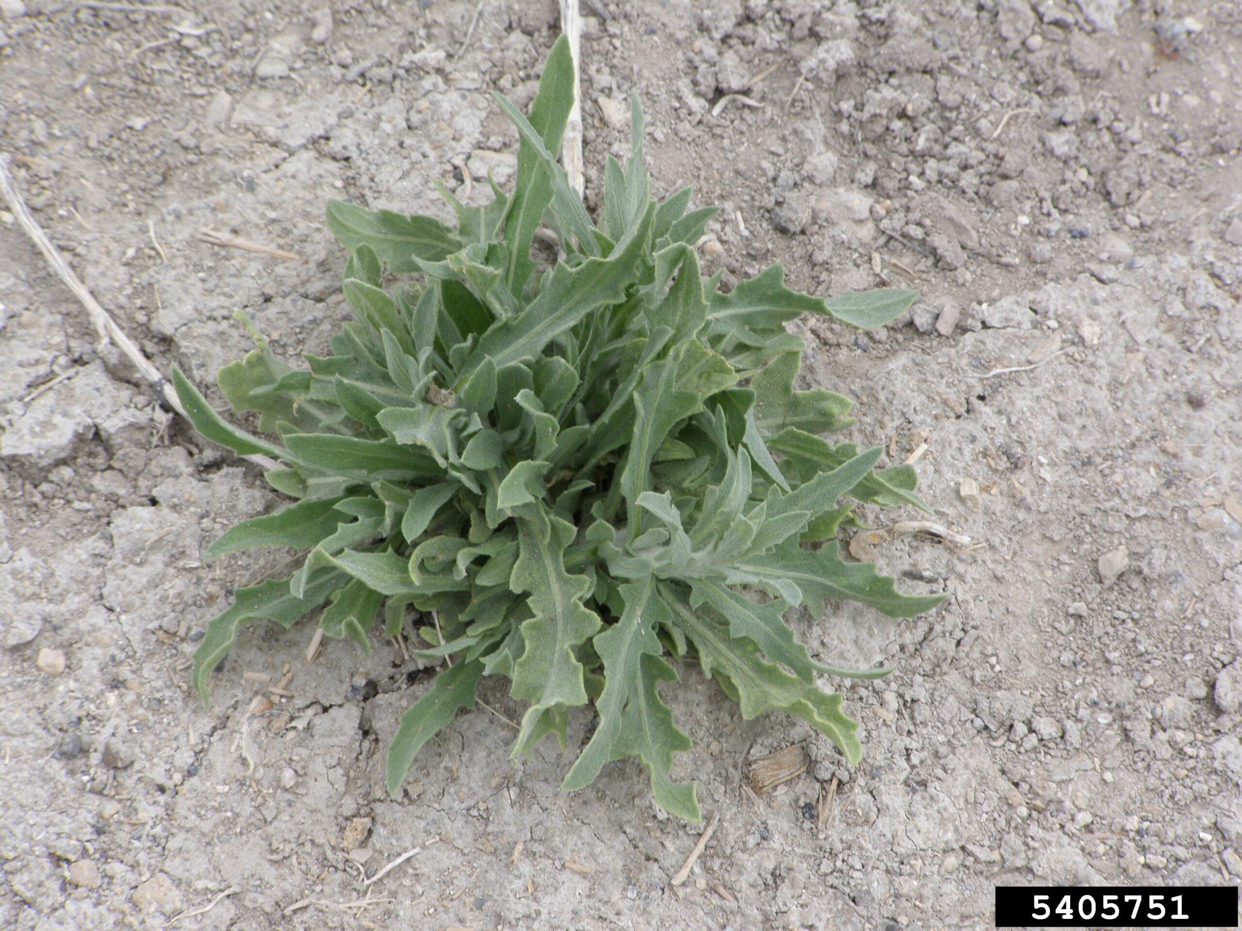 Canada Thistle plant with blooms