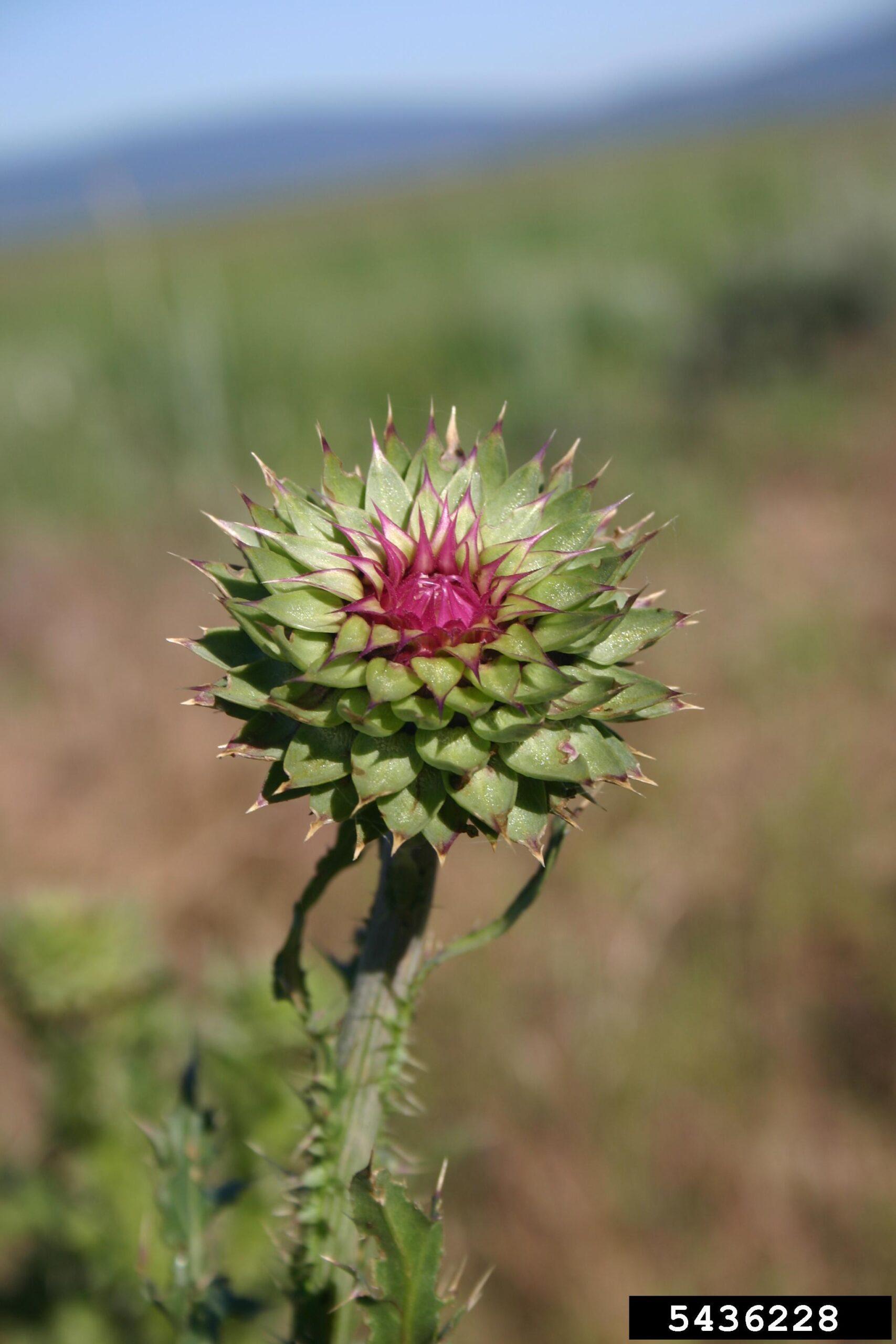 A rosette-forming plant is shown growing on a grassy patch of ground. The leaves radiate outward from a central point in a circular pattern and are lobed with sharp spines along the edges. Fine white hairs cover the leaf surfaces, giving them a frosted appearance. The background includes grass and soil, suggesting a natural or unmanaged setting.