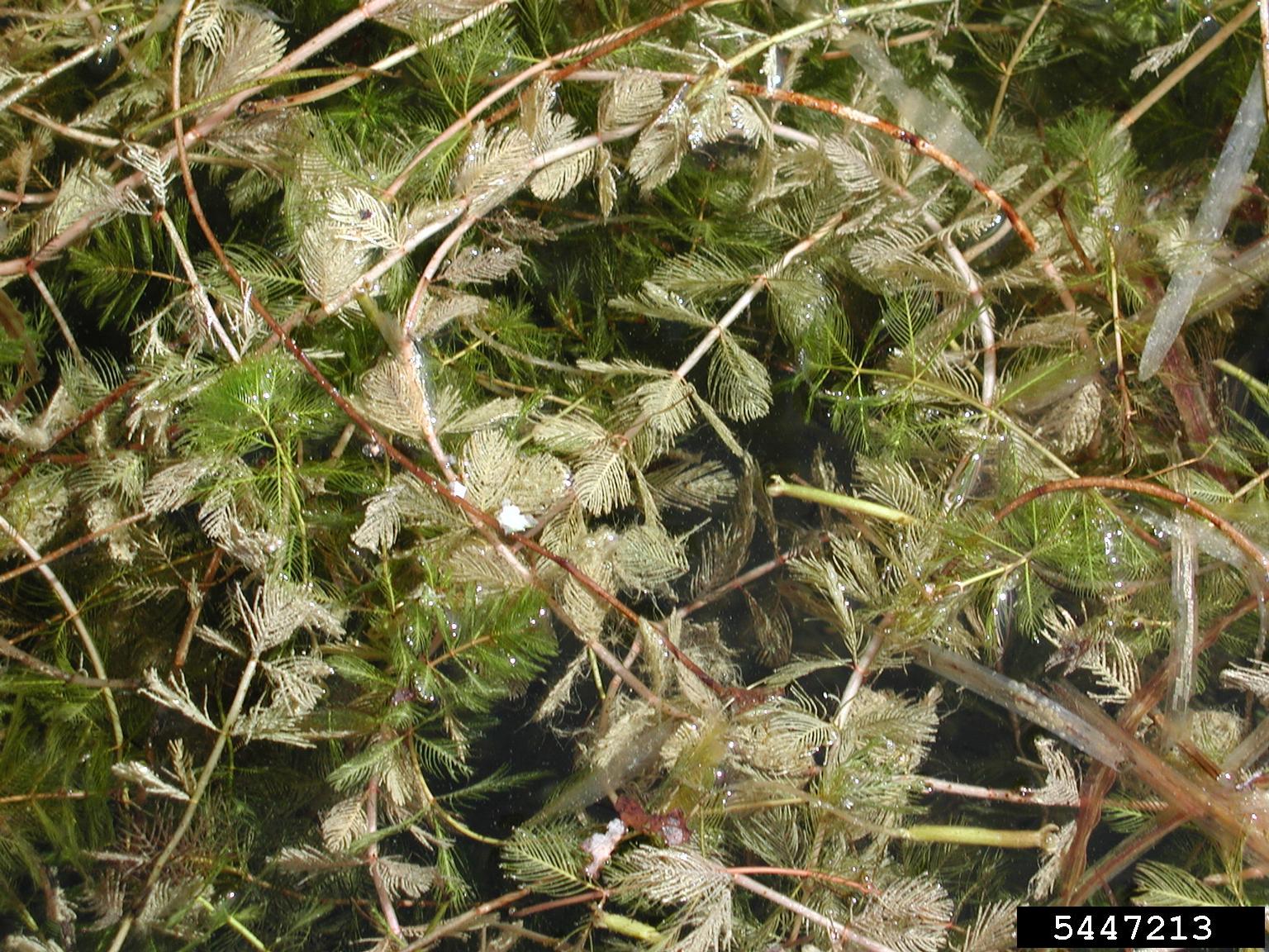 The plant in this image has a sturdy, pale green stem with long, rigid yellow spines emerging from the points where the leaves attach. The leaves themselves are glossy, medium green, and narrow, with smooth edges and a slightly curved shape. Each spine projects outward at a sharp angle, giving the plant a distinctly armored appearance.