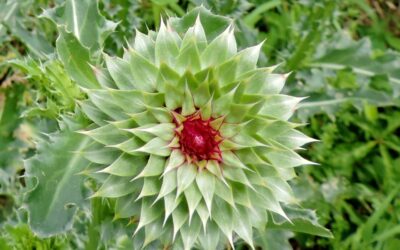 Musk Thistle