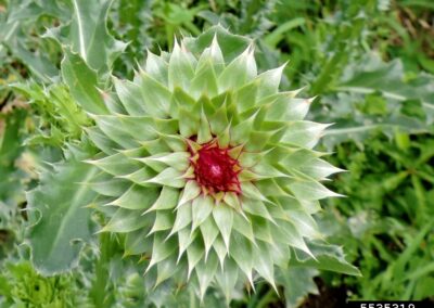 Musk Thistle