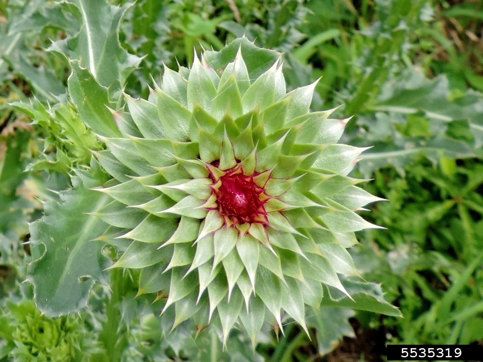 A close-up view of a plant stem shows sharp spines and fine hairs along its surface. The stem is green with reddish-purple streaks and densely covered in pointed thorns. Narrow, serrated leaves with spiny edges extend from the stem, contributing to the plant’s defensive morphology.