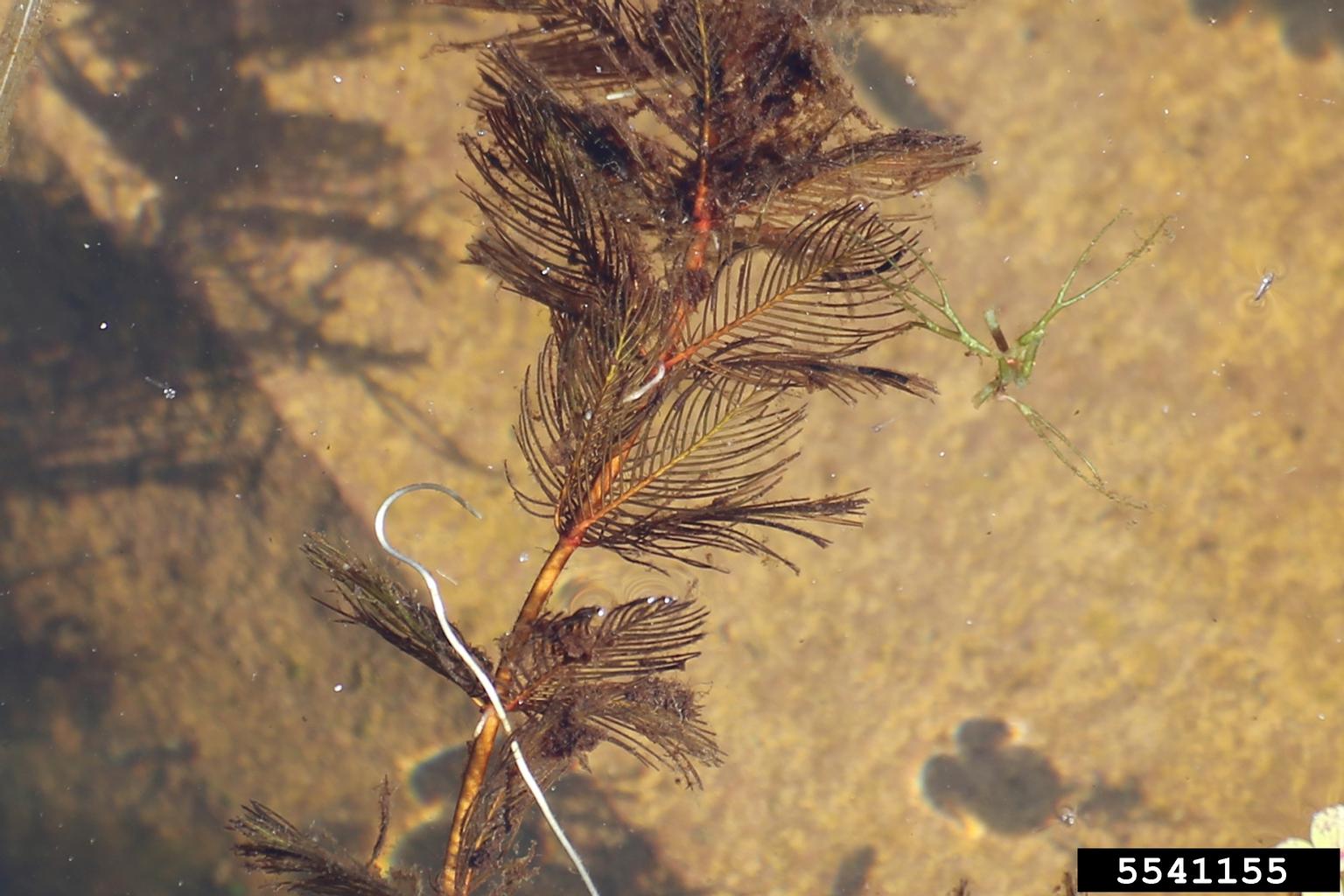 The plant in this image has a sturdy, pale green stem with long, rigid yellow spines emerging from the points where the leaves attach. The leaves themselves are glossy, medium green, and narrow, with smooth edges and a slightly curved shape. Each spine projects outward at a sharp angle, giving the plant a distinctly armored appearance.