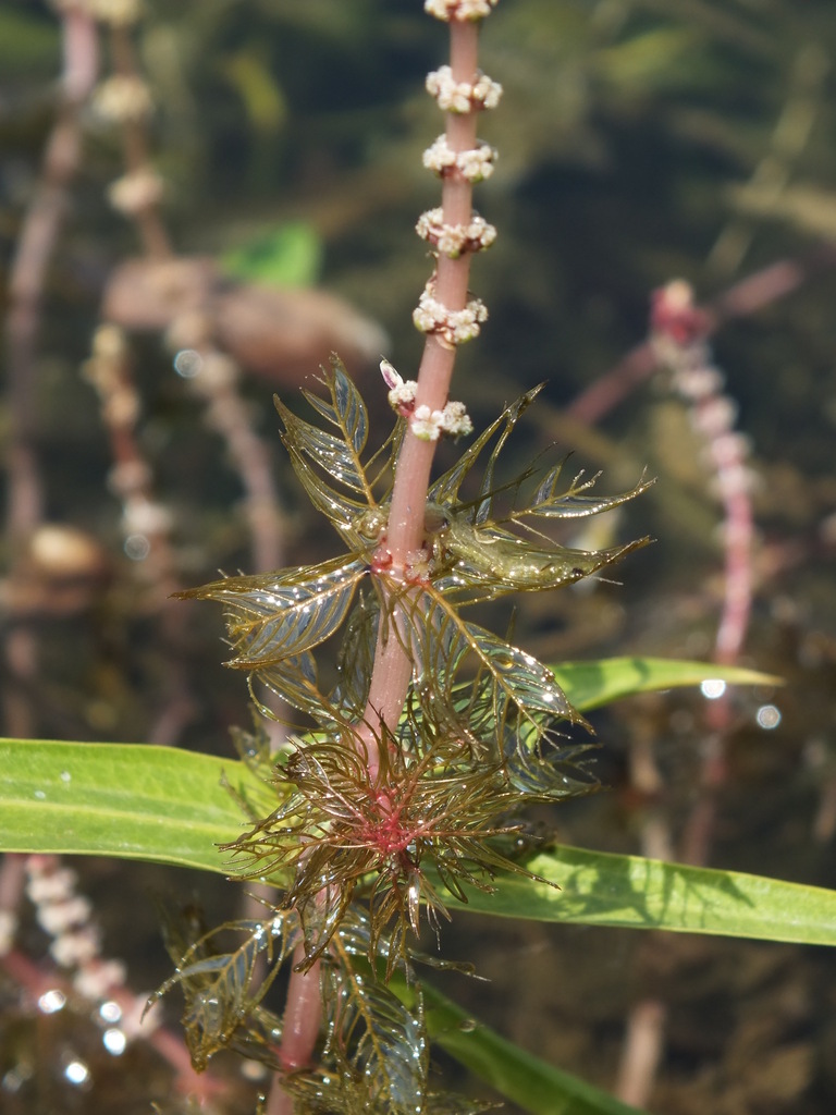 The plant in this image has elongated, glossy green leaves that taper to a point and grow alternately along the stem. At the tip of the stem are several tight clusters of small flower heads, each made up of numerous short, stiff, bristle‑like structures in yellow and brown tones.