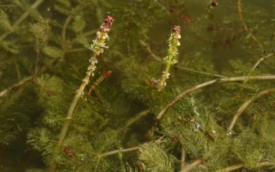 Eurasian Watermilfoil
