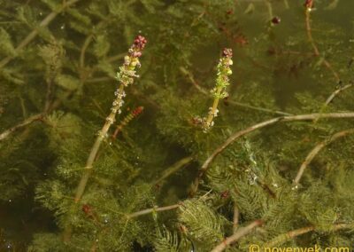 Eurasian Watermilfoil