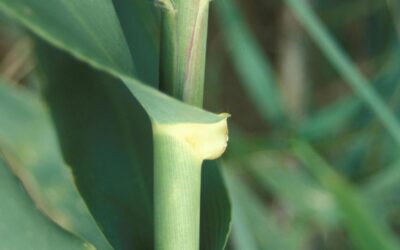Giant Reed