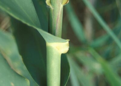 Giant Reed