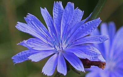Chicory