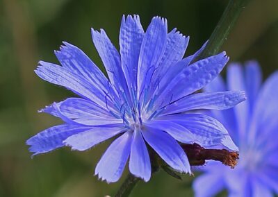 Chicory